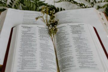 white flowers and leaves on an open book