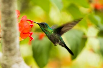 green and black hummingbird