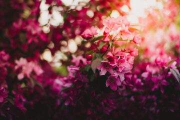 pink green and purple flowers during daytime