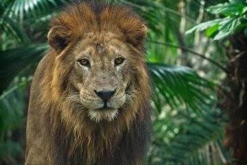 close up photo of lion